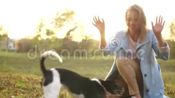 穿着蓝色外套的女人正在秋天公园里和她的黑白狗玩女主人和狗玩得很开心视频的预览图