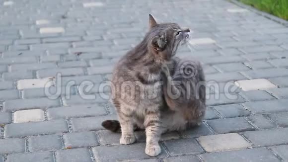 街上的灰猫我白天在街上舔视频的预览图