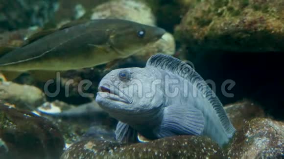 水族馆坐着蓝灰色的鱼呼吸沉重护目镜视频的预览图