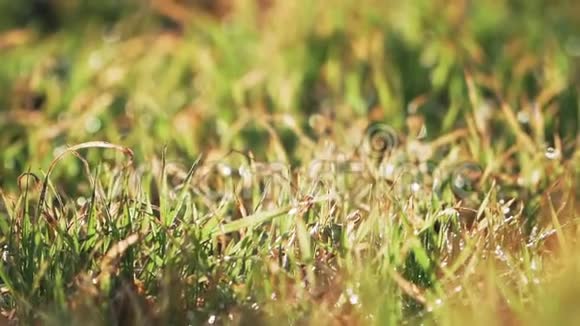 美丽的绿草带着露珠新鲜感背景模糊特写镜头慢动作视频的预览图