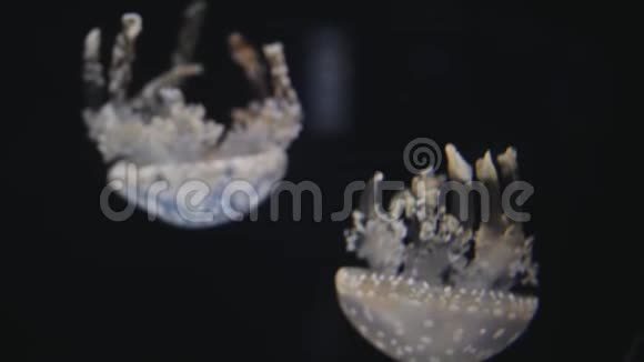 近距离的水母游动视频的预览图