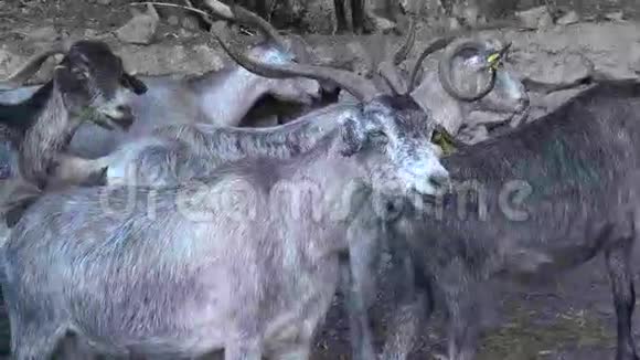 三只山羊视频的预览图