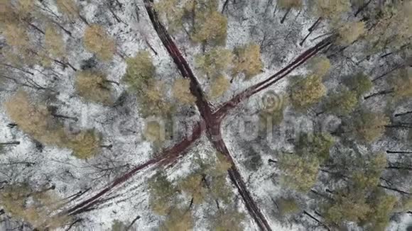 无人机在松林中绕着小径旋转美丽的松林景色冬季公园无人驾驶飞机俯视视频的预览图