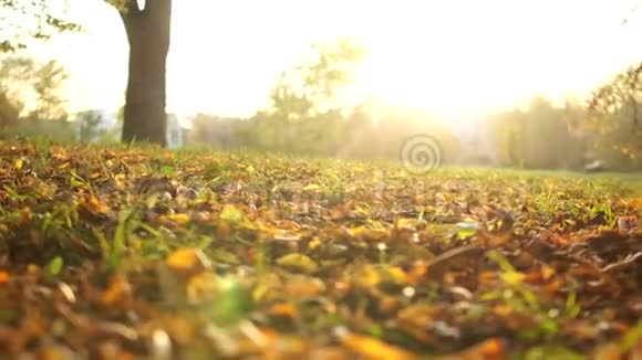 两个女孩正在秋天的公园里在阳光和夕阳的映衬下沿着枯黄的树叶漫步视频的预览图