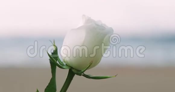 日落时在沙滩上的强风下看到美丽的白玫瑰视频的预览图