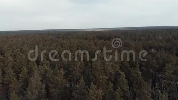 美丽的青松林冬天在松树公园上空飞行的无人机从鸟瞰的神奇森林灰色的天空在后面视频的预览图