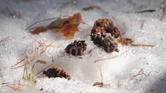 森林里雪地上的松果视频的预览图