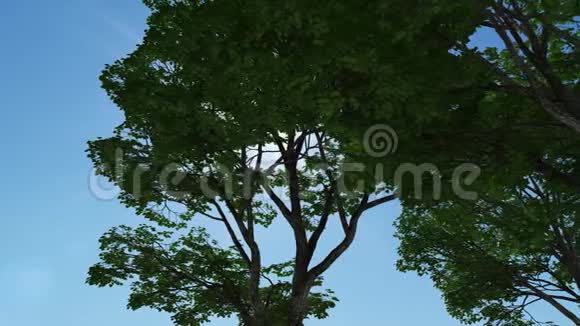 夏天的树木视频的预览图