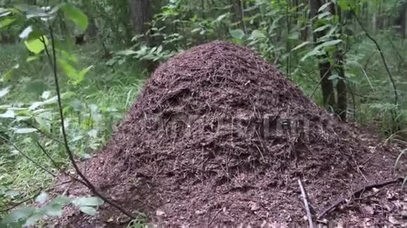 森林特写中的花盘蚂蚁的生命视频的预览图