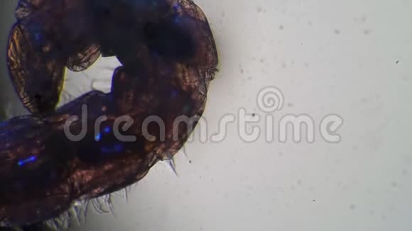 透明蚊幼虫在显微镜下在白色背景上移动视频的预览图