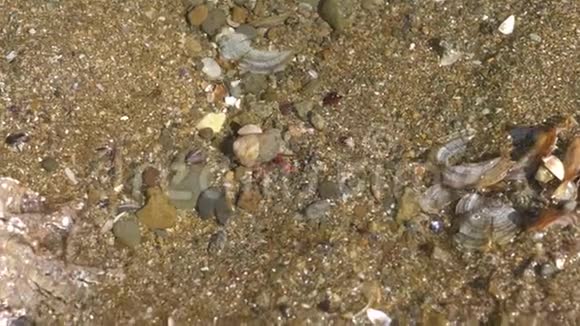 蟹壳在浅水中爬行视频的预览图