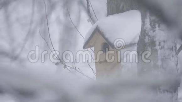 冬天树上的鸟舍视频的预览图