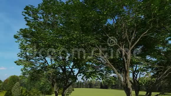 夏天的树木视频的预览图