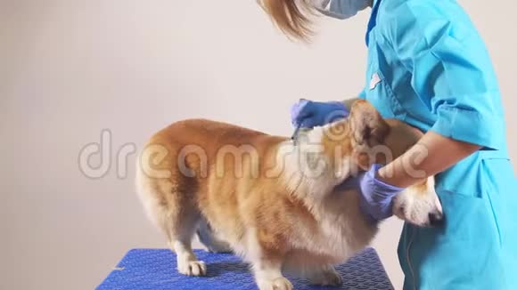 女人在新郎家梳狗宠物美容院视频的预览图
