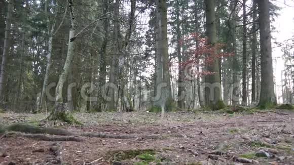 运动穿越森林森林土壤视频的预览图