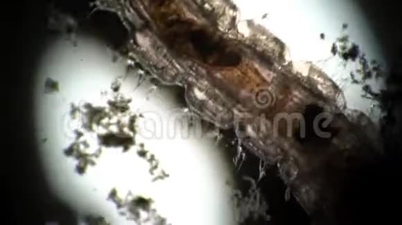 蚊幼虫在脏水中活动特写视频的预览图