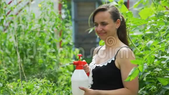 用喷瓶喷洒番茄植株视频的预览图