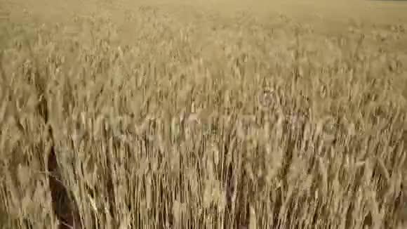 风上的麦田地上的金色麦穗视频的预览图