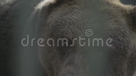 野生棕熊视频的预览图