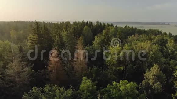 有针叶树和落叶树的森林有绿色和棕色的干毛黎明时美丽的大自然视频的预览图