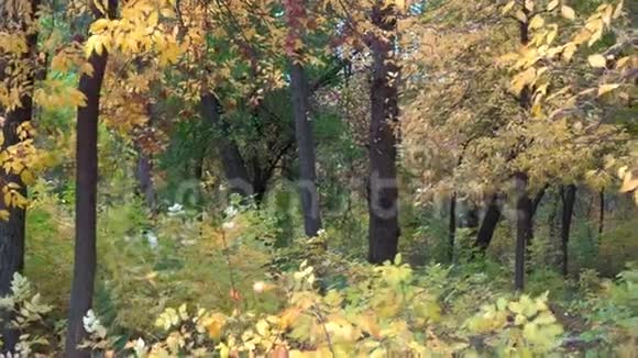 森林里的风和落叶视频的预览图