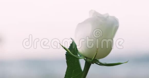 日落时在沙滩上的强风下看到美丽的白玫瑰视频的预览图