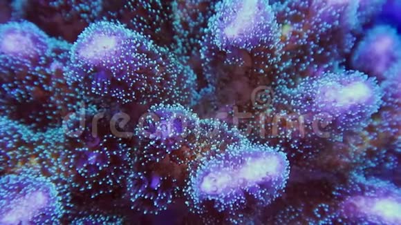 绿色的PolypPocillopora硬珊瑚水下视频的预览图