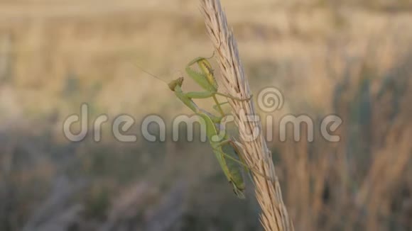 昆虫在它们的自然栖息地螳螂坐在成熟的花序上动物刷它的胡子视频的预览图