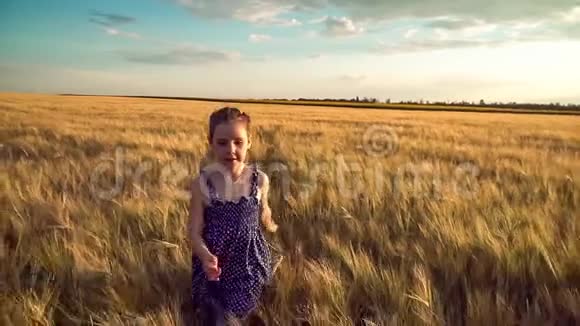 女孩带着小麦跑过田野视频的预览图