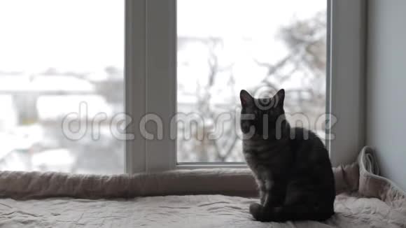 黑猫坐在窗台上望着窗外视频的预览图