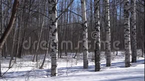 雪中的桦树林摄像机沿着白色树干移动到顶部视频的预览图