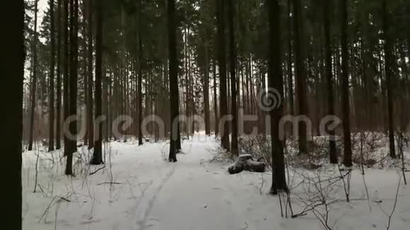 我在冬天的森林里沿着森林雪道慢慢地走着俄罗斯的冬天万向节视频的预览图