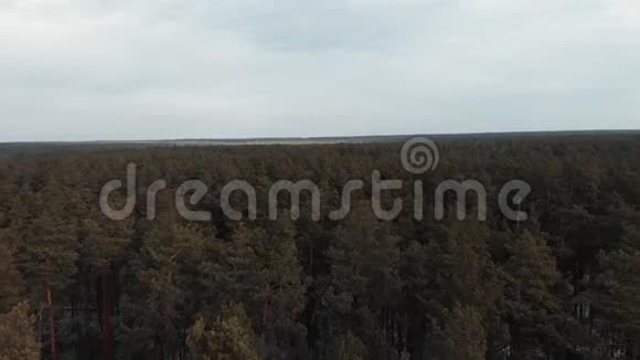 松林无人机拍摄视野在绿松公园上空飞行背景是天空鸟瞰森林视频的预览图