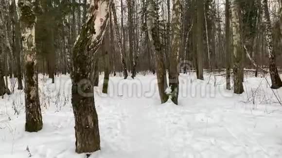 我在冬天的森林里沿着森林雪道慢慢地走着俄罗斯的冬天当我们走进去的时候视频的预览图