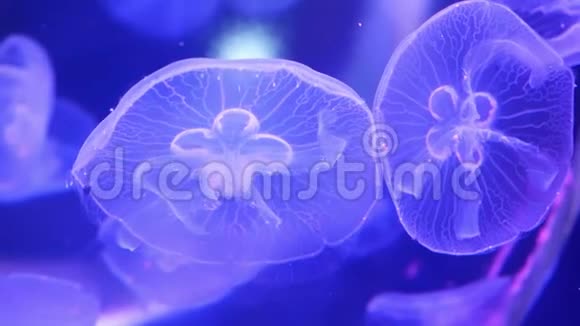 一组荧光粉水母在水族馆游泳池游泳海洋生物壁纸背景视频的预览图
