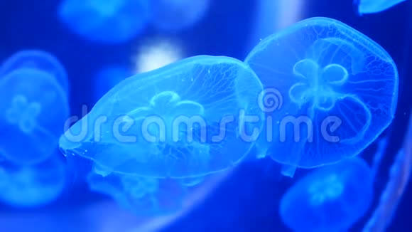 特写美丽的水母带着蓝光水母在水族馆里活动视频的预览图