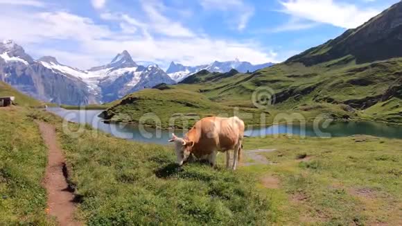在瑞士的高山巴查尔普湖前放牧的棕牛白雪覆盖的山脉埃格荣格弗劳和蒙奇在后面视频的预览图