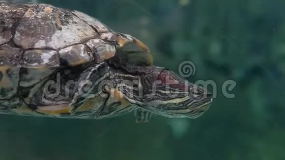 快关门水族馆擦伤的玻璃一只乌龟在绿色清澈的水里游泳视频的预览图