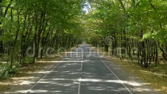 沥青路穿越秋林视频的预览图