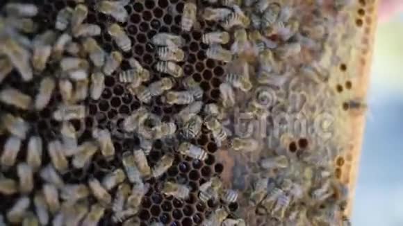 养蜂人手里拿着满是蜜蜂的蜂窝养蜂人在生活方式实验室检查蜂窝框架养蜂概念慢运动视频的预览图