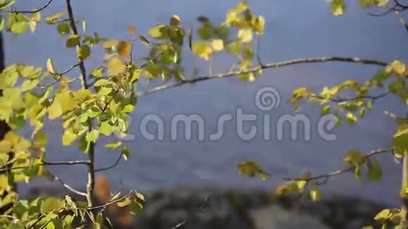 春天多汁的嫩叶树在风中摇曳重点视频的预览图