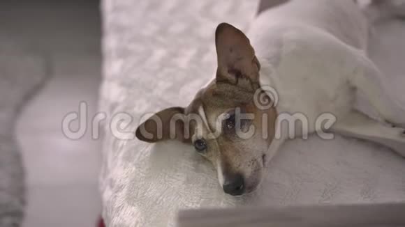 一只长着棕色和白色皮毛的睡狗躺在白色的床上视频的预览图