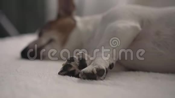 可爱的棕色和白色小狗小黑爪和耳朵视频的预览图