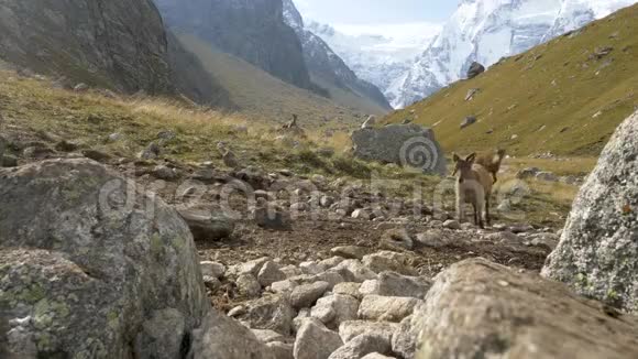 高山山羊在山上放牧视频的预览图