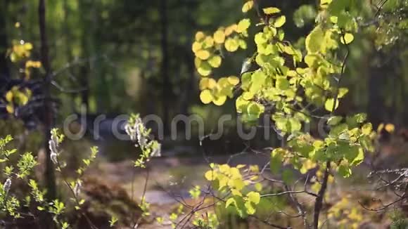春天多汁的嫩叶在风中摇曳视频的预览图