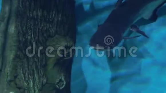 水族馆明亮的蓝色背景鲶鱼在清澈的水里游泳视频的预览图