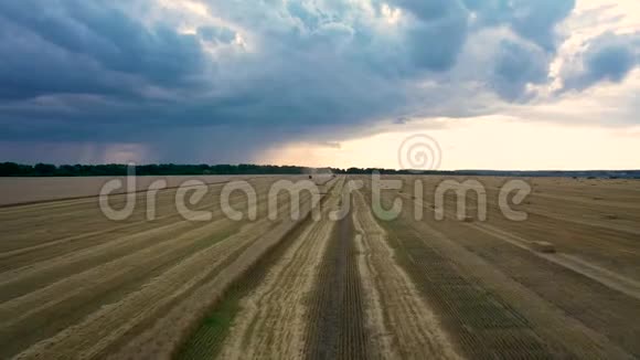 收割机在即将到来的风雨中收割小麦拖拉机正在等待粮食视频的预览图