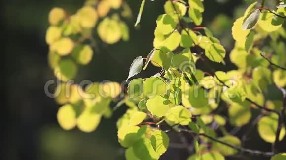 春天多汁的嫩叶在风中摇曳视频的预览图