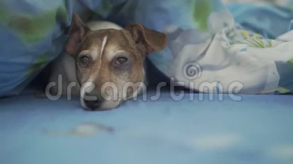 睡狗棕色皮毛躺在温暖的毯子下的大床上视频的预览图