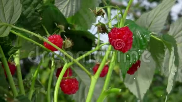 雨水落在红树莓上视频的预览图
